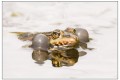 grenouille reflet 1